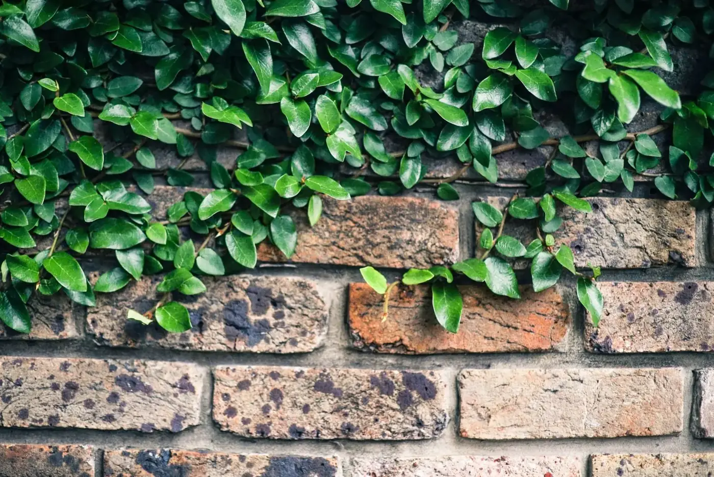 Green ivy leaves growing over a brick wall