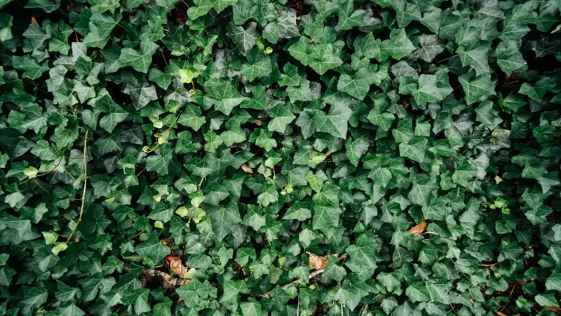 Dense fake ivy leaves covering a wall