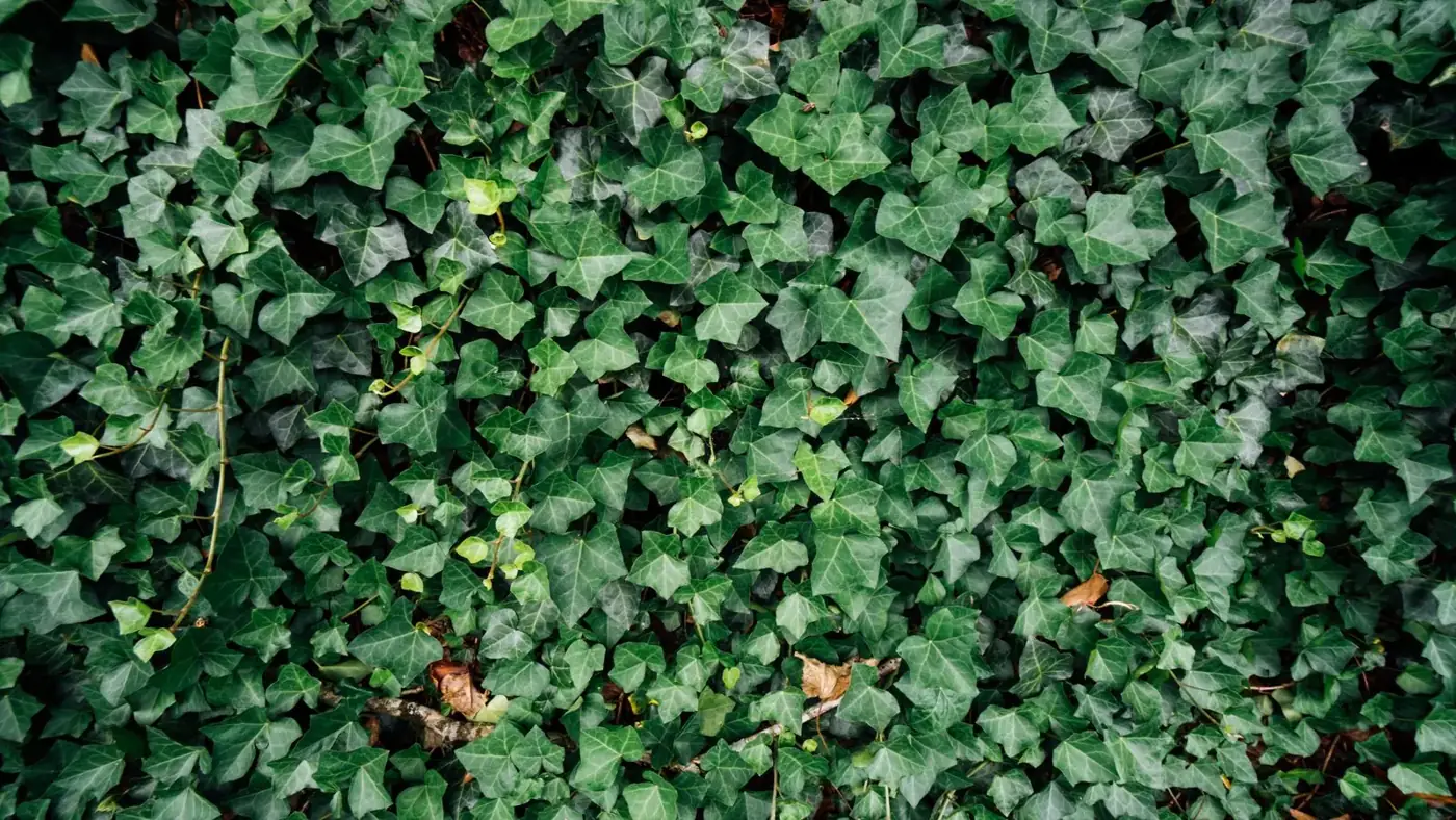 Dense fake ivy leaves covering a wall